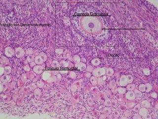 Folículo Primordial Folículo em Desenvolvimento Camada Granulosa  Oócito 