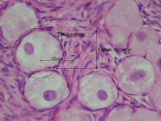 Oócito Célula Folicular Folículo Primordial 
