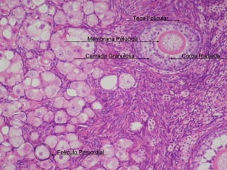 Membrana Pelúcida Camada Granulosa Teca Folicular Folículo Primordial Coroa Radiada 