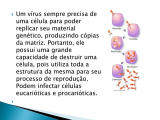  Um vírus sempre precisa de
uma célula para poder
replicar seu material
genético, produzindo cópias
da matriz. Portanto, ele
possui uma grande
capacidade de destruir uma
célula, pois utiliza toda a
estrutura da mesma para seu
processo de reprodução.
Podem infectar células
eucarióticas e procarióticas.

 