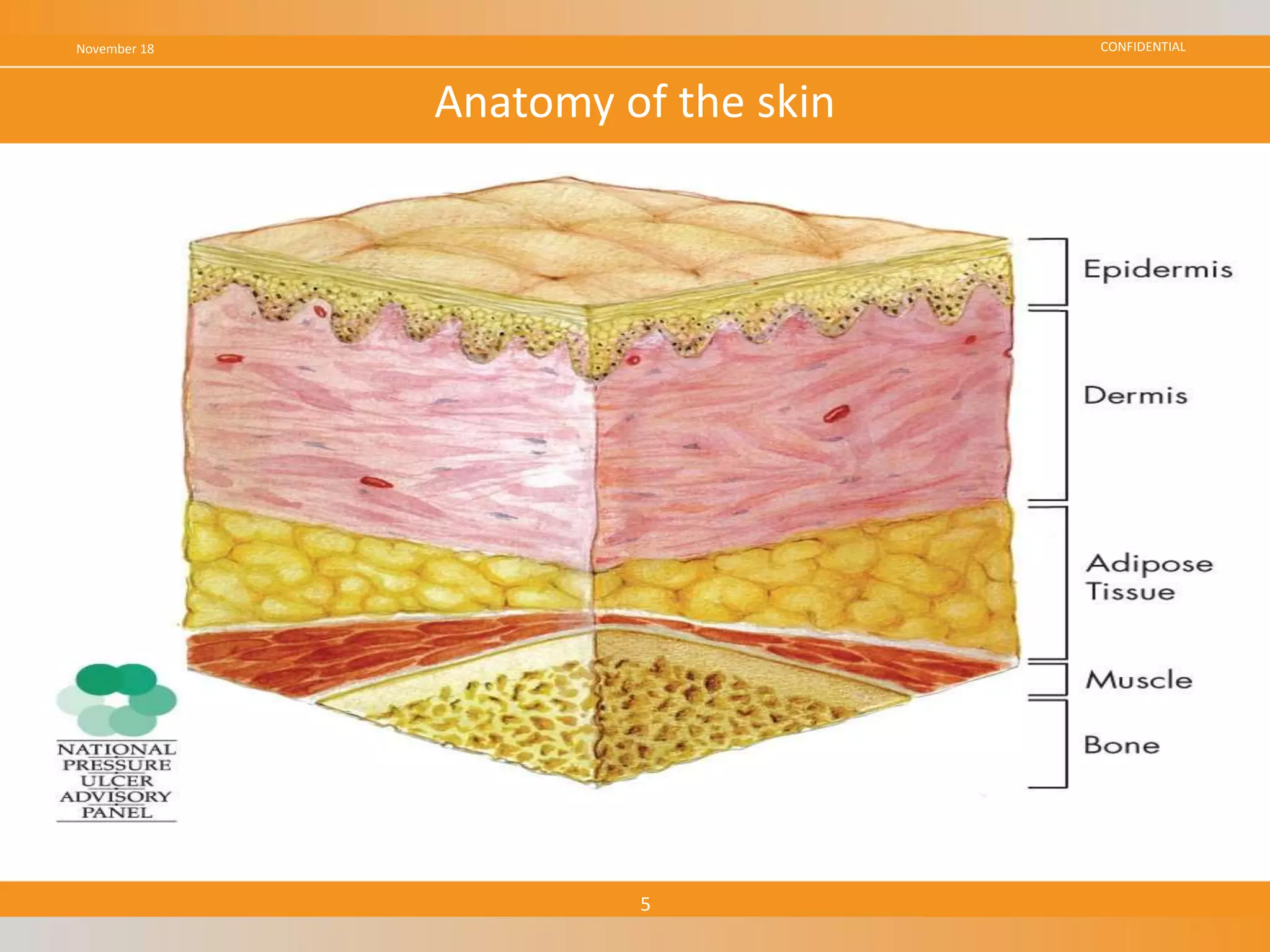 CONFIDENTIALNovember 18
5
Anatomy of the skin
 