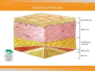 CONFIDENTIALNovember 18
5
Anatomy of the skin
 