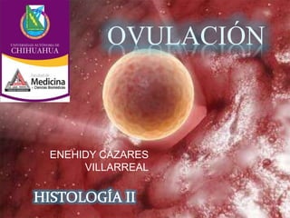 ENEHIDY CAZARES
VILLARREAL
OVULACIÓN
 