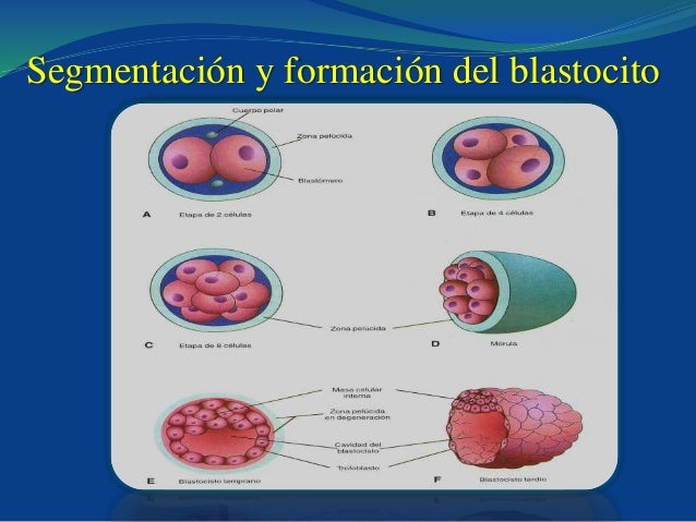 Histo- Embriologia – Histo Embriologia