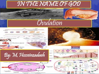 Ovulation
IN THE NAME OF GOD
By: M, Hosseinzadaeh
 