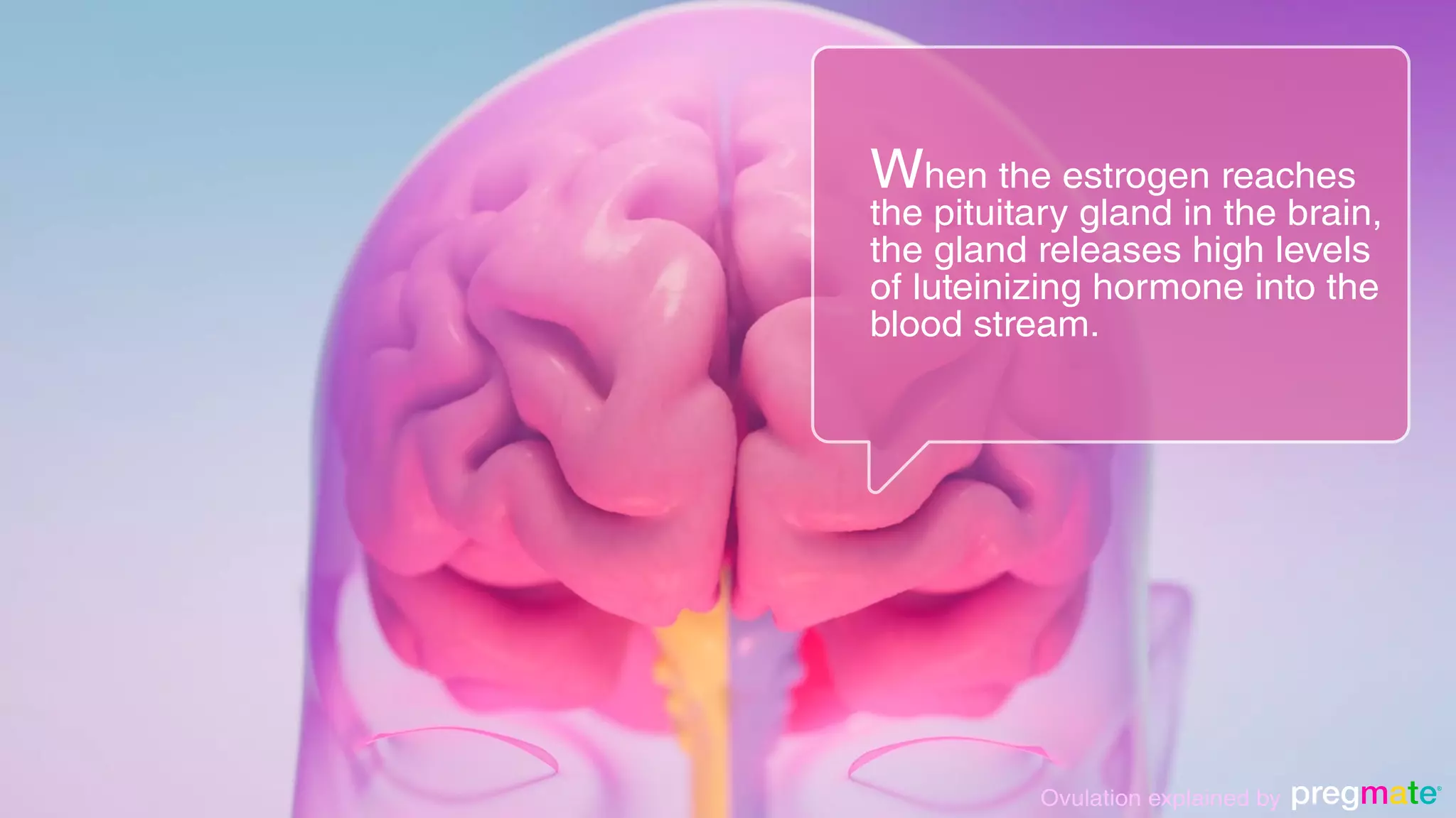 What is Ovulation and how it works? | Ovulation explained | PDF