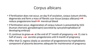 Corpus albicans 
• If fertilization does not occur, on day 9 of ovulation, corpus luteum shrinks, 
degenerate and form a mass of fibrotic scar tissue (corpus albicans) 
reduce progesterone level menstrual bleed 
• If fertilization occur, degeneration of corpus luteum is prevented by hCG 
(human chorionic gonadotropin) (secreted by syncytiotrophoblast of 
developing embryo) 
• CL continue to grow at the end of 3rd month of pregnancy CL size is 
half of ovary secretes progesterone until 4 month of pregnancy 
• After that CL regress slowly as secretion of progesterone by trophoblastic 
component of placenta becomes adequate for maintenance of pregnancy 
 