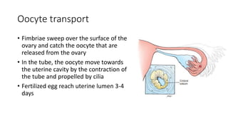 Oocyte transport 
• Fimbriae sweep over the surface of the 
ovary and catch the oocyte that are 
released from the ovary 
• In the tube, the oocyte move towards 
the uterine cavity by the contraction of 
the tube and propelled by cilia 
• Fertilized egg reach uterine lumen 3-4 
days 
 
