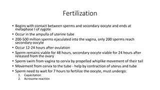 Fertilization 
• Begins with contact between sperms and secondary oocyte and ends at 
metaphase I of zygote 
• Occur in the ampulla of uterine tube 
• 200-500 million sperms ejaculated into the vagina, only 200 sperms reach 
secondary oocyte 
• Occur 12-24 hours after ovulation 
• Sperm remains viable for 48 hours, secondary oocyte viable for 24 hours after 
released from the ovary 
• Sperm swim from vagina to cervix by propelled whiplike movement of their tail 
• Movement from cervix to the tube - help by contraction of uterus and tube 
• Sperm need to wait for 7 hours to fertilize the oocyte, must undergo: 
1. Capacitation 
2. Acrosome reaction 
 