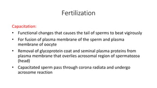 Capacitation: 
• Functional changes that causes the tail of sperms to beat vigirously 
• For fusion of plasma membrane of the sperm and plasma 
membrane of oocyte 
• Removal of glycoprotein coat and seminal plasma proteins from 
plasma membrane that overlies acrosomal region of spermatozoa 
(head) 
• Capacitated sperm pass through corona radiata and undergo 
acrosome reaction 
Fertilization 
 