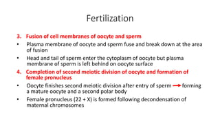 3. Fusion of cell membranes of oocyte and sperm 
• Plasma membrane of oocyte and sperm fuse and break down at the area 
of fusion 
• Head and tail of sperm enter the cytoplasm of oocyte but plasma 
membrane of sperm is left behind on oocyte surface 
4. Completion of second meiotic division of oocyte and formation of 
female pronucleus 
• Oocyte finishes second meiotic division after entry of sperm forming 
a mature oocyte and a second polar body 
• Female pronucleus (22 + X) is formed following decondensation of 
maternal chromosomes 
Fertilization 
 