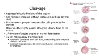 Cleavage 
• Repeated mitotic divisions of the zygote 
• Cell numbers increase without increase in cell size (overall 
size) 
• Blastomeres = progressively smaller cells produced by 
clevage 
• Occurs as the zygote passes along the uterine tube to the 
uterus 
• 1st division of zygote begins 24 H after fertilization 
• 16 cell morula (day 4 fertilization): 
• Inner cells constitute inner cell mass, surrounding cells compose 
of outer cell mass 
• Inner cell mass gives rise to embryoblast, outer cell mass forms 
trophoblast 
 