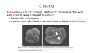 Cleavage 
• Compaction = after 3rd cleavage, blastomeres maximize contact with 
each other, forming a compact ball of cells 
• Greater cell to cell interaction 
• Importance step before develop inner cell mass or embryoblast of the blastocyst 
 