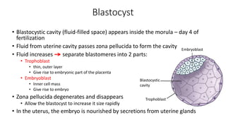 Trophoblast 
Embryoblast 
Blastocystic 
cavity 
Blastocyst 
• Blastocystic cavity (fluid-filled space) appears inside the morula – day 4 of 
fertilization 
• Fluid from uterine cavity passes zona pellucida to form the cavity 
• Fluid increases separate blastomeres into 2 parts: 
• Trophoblast 
• thin, outer layer 
• Give rise to embryonic part of the placenta 
• Embryoblast 
• Inner cell mass 
• Give rise to embryo 
• Zona pellucida degenerates and disappears 
• Allow the blastocyst to increase it size rapidly 
• In the uterus, the embryo is nourished by secretions from uterine glands 
 