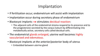 Implantation 
• If fertilization occur, endometrium will assist with implantation 
• Implantation occur during secretory phase of endometrium 
• Blastocyst implants stimulates decidual reaction: 
• The adjacent cells of the endometrial stroma respond to its presence and to 
the progesterone secreted by the corpus luteum by differentiating into 
metabolically active, secretory cells called decidual cells. 
• The endometrial glands enlarged, uterine wall becomes highly 
vascularized and edematous. 
• Blastocyst implants at the anterior/posterior body of uterus 
• Embedded between uterine gland 
 
