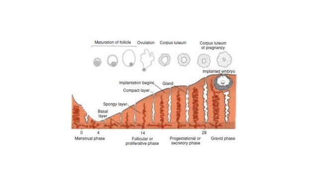 Ovulation, fertilization, implantation (1 st week | PPTX | Infertility ...