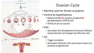 Ovarian Cycle 
• Monthly cycle for female at puberty 
• Control by hypothalamus 
• Release GnRH anterior pit gland 
gonadotrophins (FSH & LH) 
• FSH & LH act on ovaries 
• FSH: 
• stimulates the development of ovarian follicles 
and production of estrogen by follicular cells 
• LH: 
• Trigger ovulation 
• Stimulates follicular cells and corpus luteum to 
produce progesterone 
 