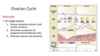 Ovarian Cycle 
Mid-cycle 
• LH surge causes: 
1. Oocyte complete meiosis I and 
initiate meiosis II 
2. Stimulates production of 
progesterone by follicular cells 
3. Follicular rupture and ovulation 
 