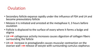 Ovulation 
• Secondary follicle expanse rapidly under the influence of FSH and LH and 
become preovulatory follicle 
• Meiosis II is initiated and arrested at the metaphase II, 3 hours before 
ovulation 
• Follicle is displaced to the surface of ovary where it forms a bulge and 
stigma 
• LH collagenase activity increases causes digestion of collagen fibers 
surrounding the follicle 
• LH increase in prostaglandin causes muscular contraction on the 
ovarian wall release of oocyte with surrounding cumulus oophorus 
 