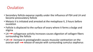 Ovulation 
• Secondary follicle expanse rapidly under the influence of FSH and LH and 
become preovulatory follicle 
• Mei...