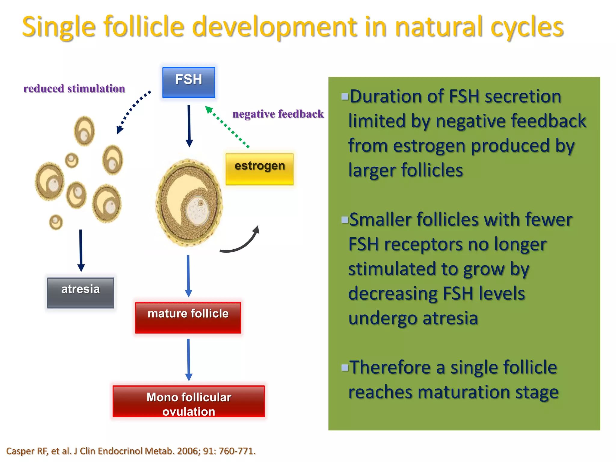 Duration of FSH secretion
limited by negative feedback
from estrogen produced by
larger follicles
Smaller follicles with fewer
FSH receptors no longer
stimulated to grow by
decreasing FSH levels
undergo atresia
Therefore a single follicle
reaches maturation stage
FSH
estrogen
atresia
mature follicle
Mono follicular
ovulation
negative feedback
reduced stimulation
Single follicle development in natural cycles
Casper RF, et al. J Clin Endocrinol Metab. 2006; 91: 760-771.
 