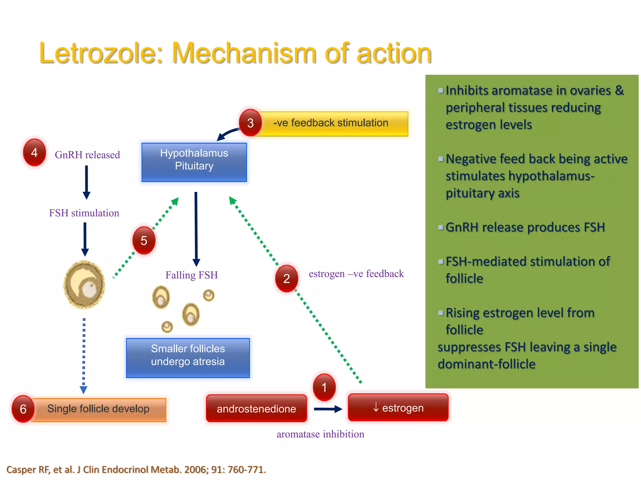 Inhibits aromatase in ovaries &
peripheral tissues reducing
estrogen levels
Negative feed back being active
stimulates hypothalamus-
pituitary axis
GnRH release produces FSH
FSH-mediated stimulation of
follicle
Rising estrogen level from
follicle
suppresses FSH leaving a single
dominant-follicle
Hypothalamus
Pituitary
-ve feedback stimulation
Smaller follicles
undergo atresia
Single follicle develop
estrogen –ve feedback
FSH stimulation
1
2
3
4
6 androstenedione  estrogen
aromatase inhibition
GnRH released
Falling FSH
5
Letrozole: Mechanism of action
Casper RF, et al. J Clin Endocrinol Metab. 2006; 91: 760-771.
 
