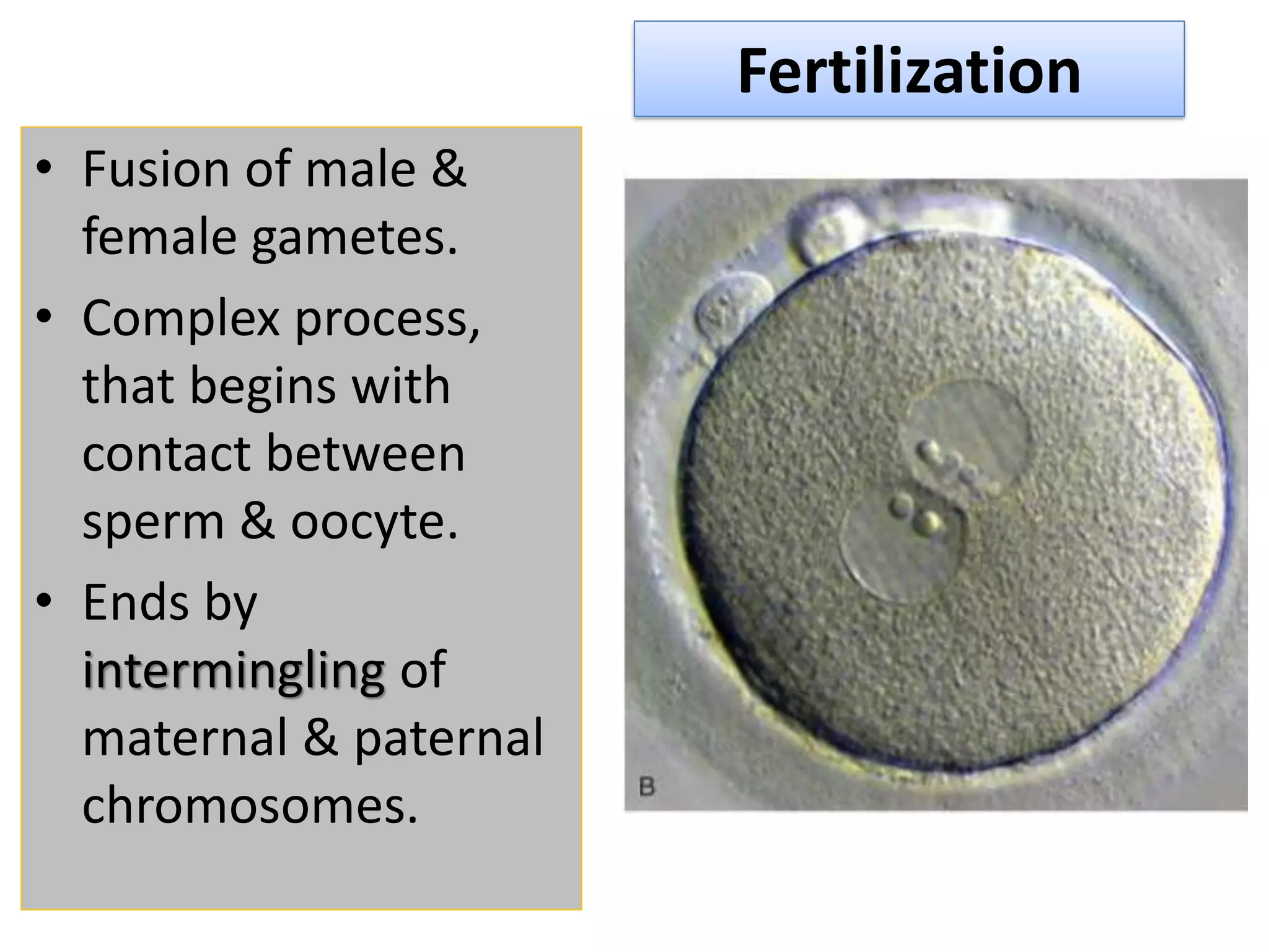 Fertilization
• Fusion of male &
female gametes.
• Complex process,
that begins with
contact between
sperm & oocyte.
• Ends by
intermingling of
maternal & paternal
chromosomes.
 