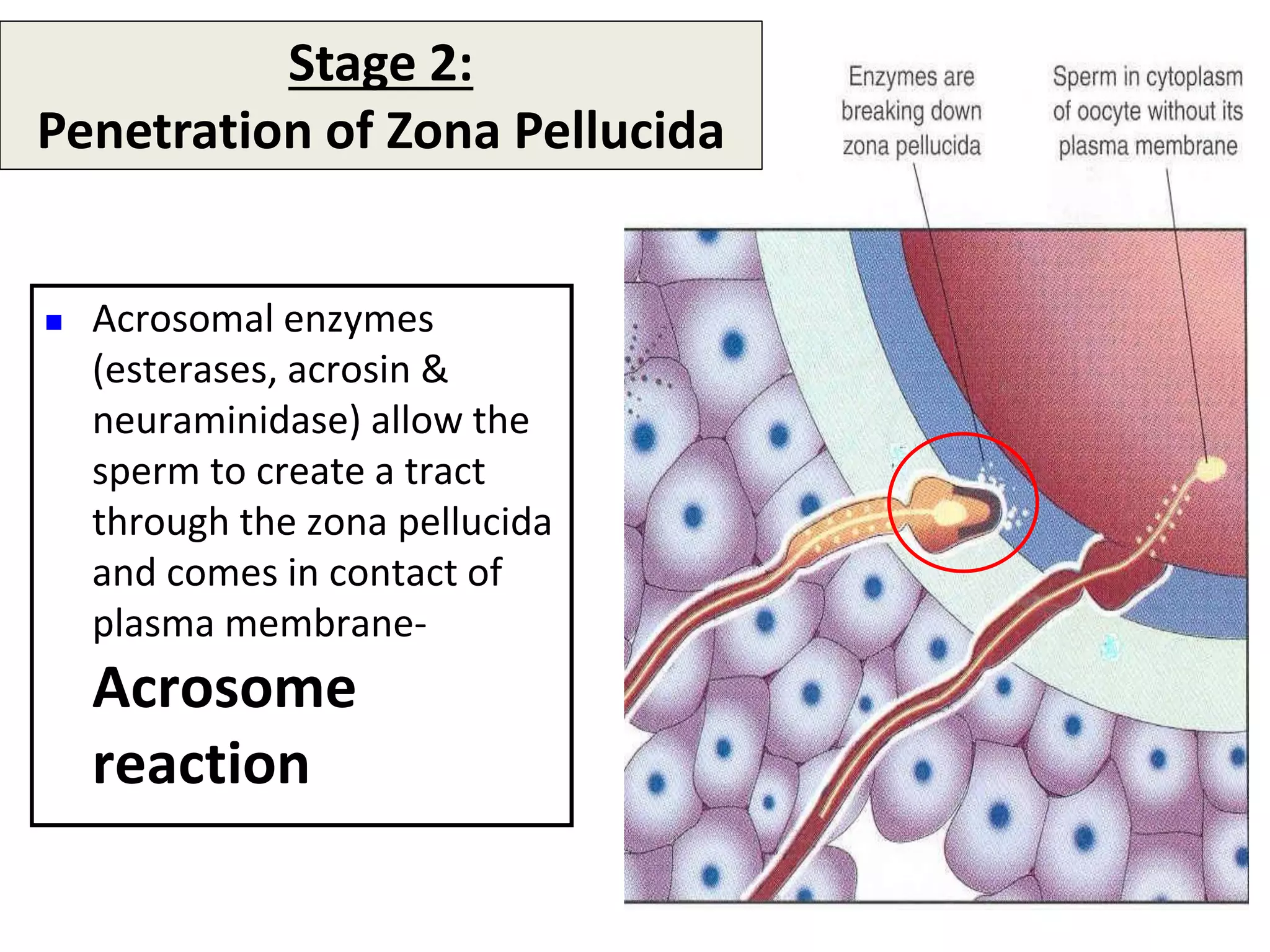 Stage 2:
Penetration of Zona Pellucida
 Acrosomal enzymes
(esterases, acrosin &
neuraminidase) allow the
sperm to create a tract
through the zona pellucida
and comes in contact of
plasma membrane-
Acrosome
reaction
 
