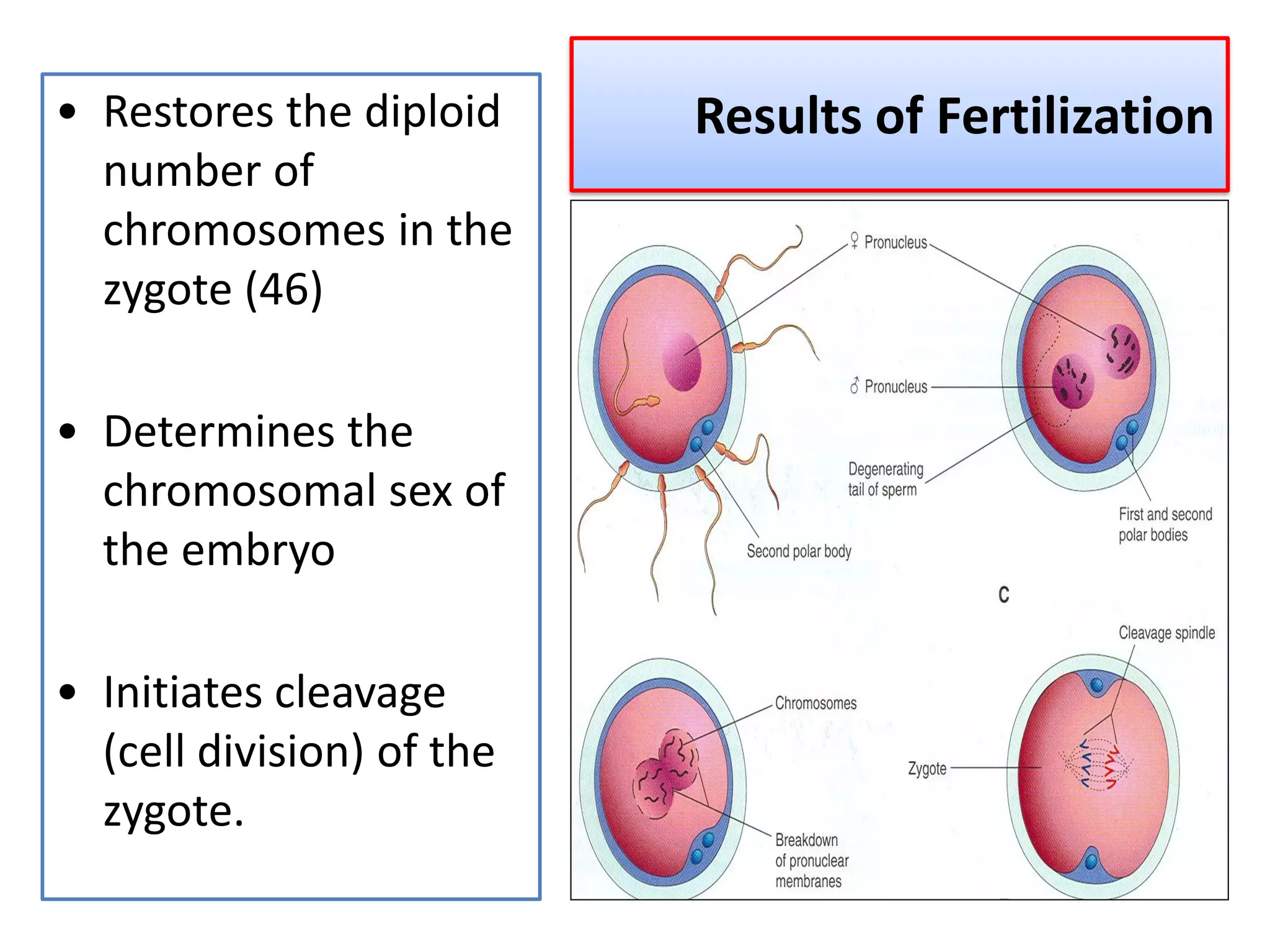 Results of Fertilization• Restores the diploid
number of
chromosomes in the
zygote (46)
• Determines the
chromosomal sex of
the embryo
• Initiates cleavage
(cell division) of the
zygote.
 