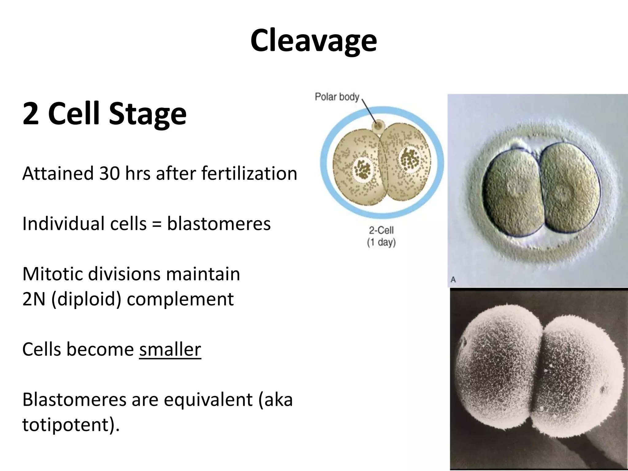 2 Cell Stage
Attained 30 hrs after fertilization
Individual cells = blastomeres
Mitotic divisions maintain
2N (diploid) complement
Cells become smaller
Blastomeres are equivalent (aka
totipotent).
Cleavage
 