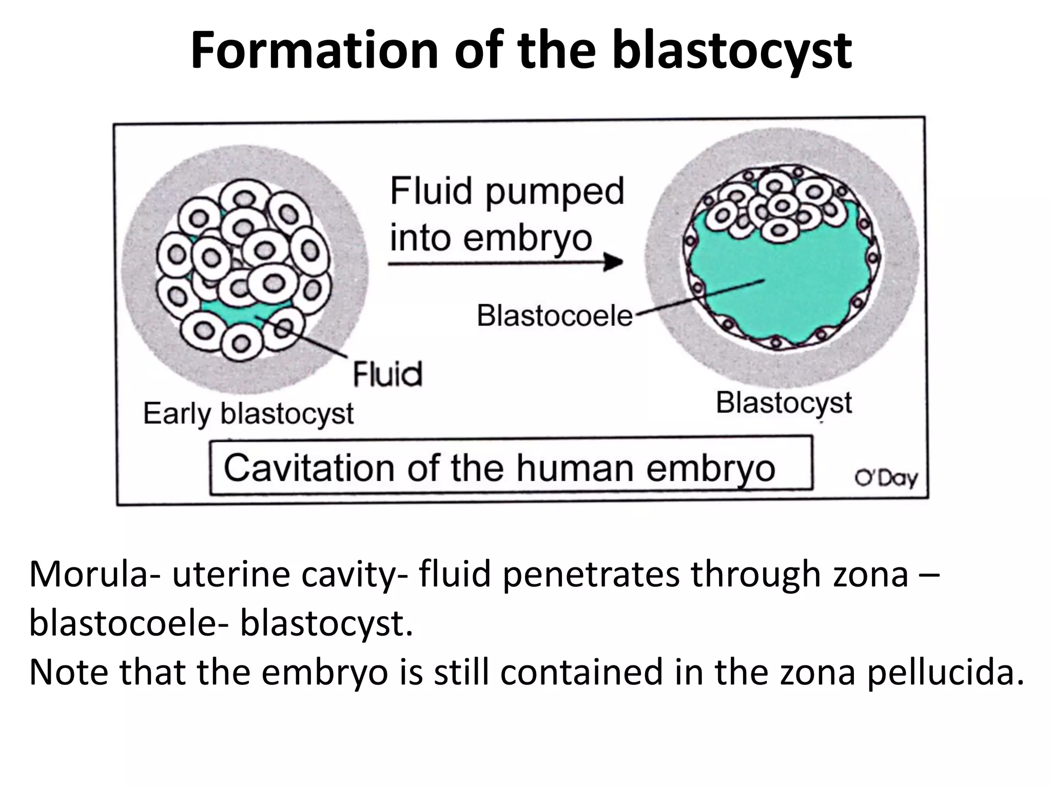 Formation of the blastocyst
Morula- uterine cavity- fluid penetrates through zona –
blastocoele- blastocyst.
Note that the embryo is still contained in the zona pellucida.
 