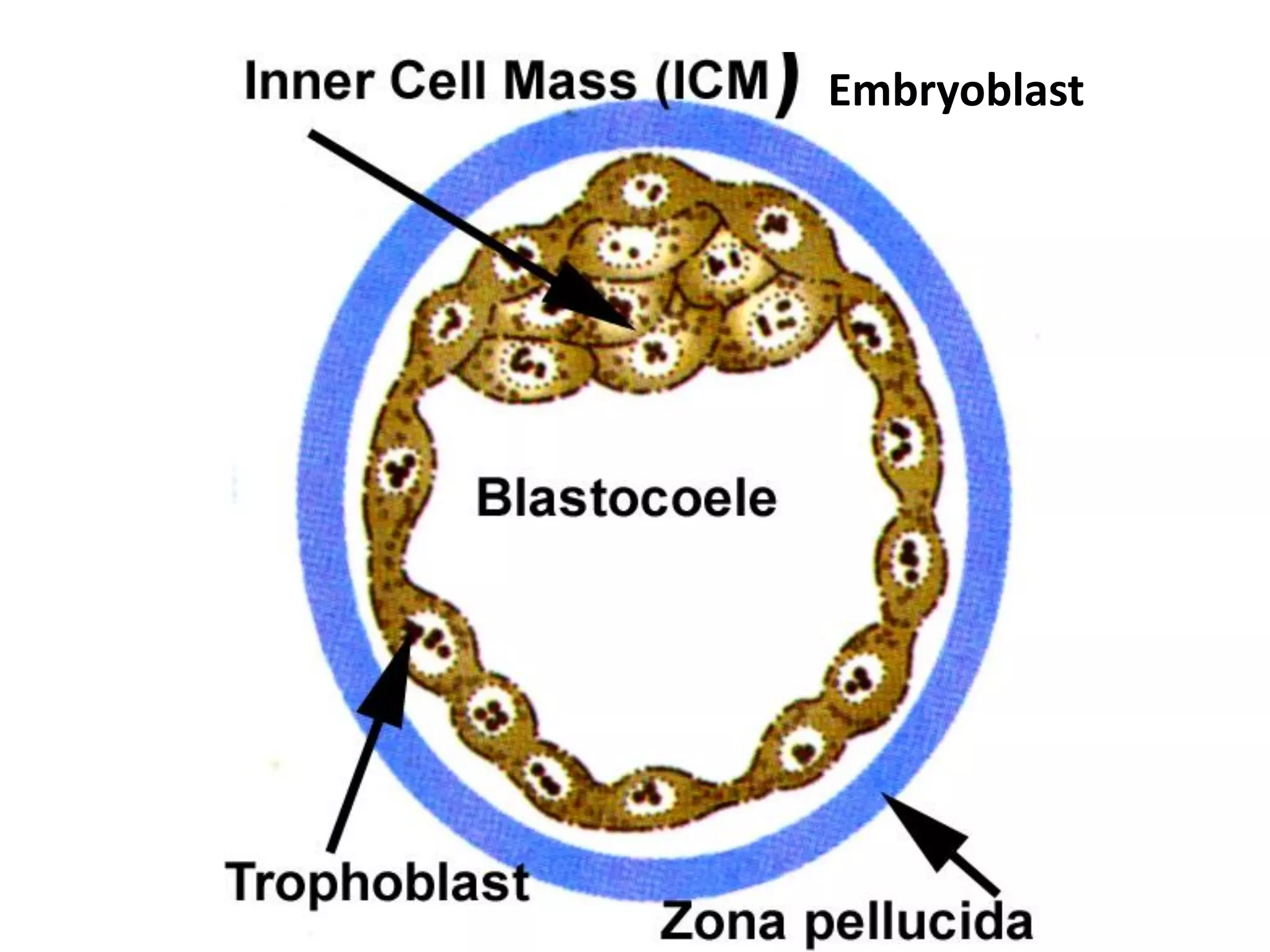Embryoblast
 