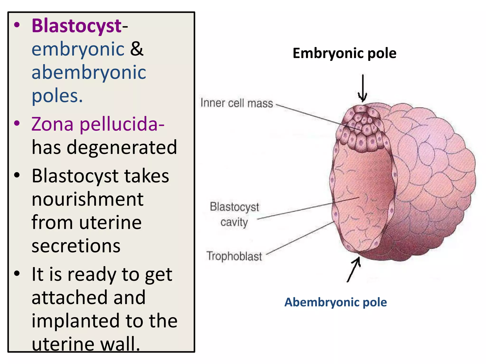 • Blastocyst-
embryonic &
abembryonic
poles.
• Zona pellucida-
has degenerated
• Blastocyst takes
nourishment
from uterine
secretions
• It is ready to get
attached and
implanted to the
uterine wall.
Embryonic pole
Abembryonic pole
 
