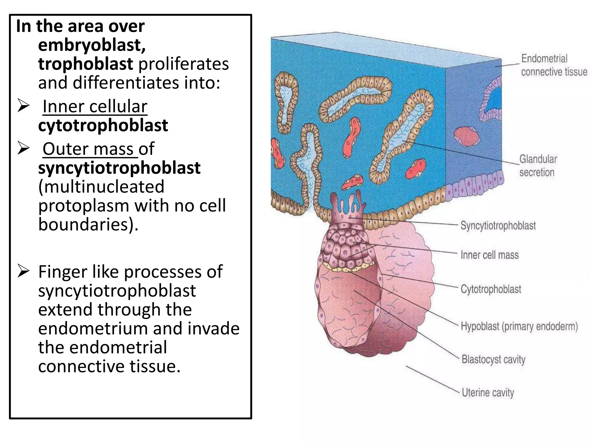In the area over
embryoblast,
trophoblast proliferates
and differentiates into:
 Inner cellular
cytotrophoblast
 Outer mass of
syncytiotrophoblast
(multinucleated
protoplasm with no cell
boundaries).
 Finger like processes of
syncytiotrophoblast
extend through the
endometrium and invade
the endometrial
connective tissue.
 