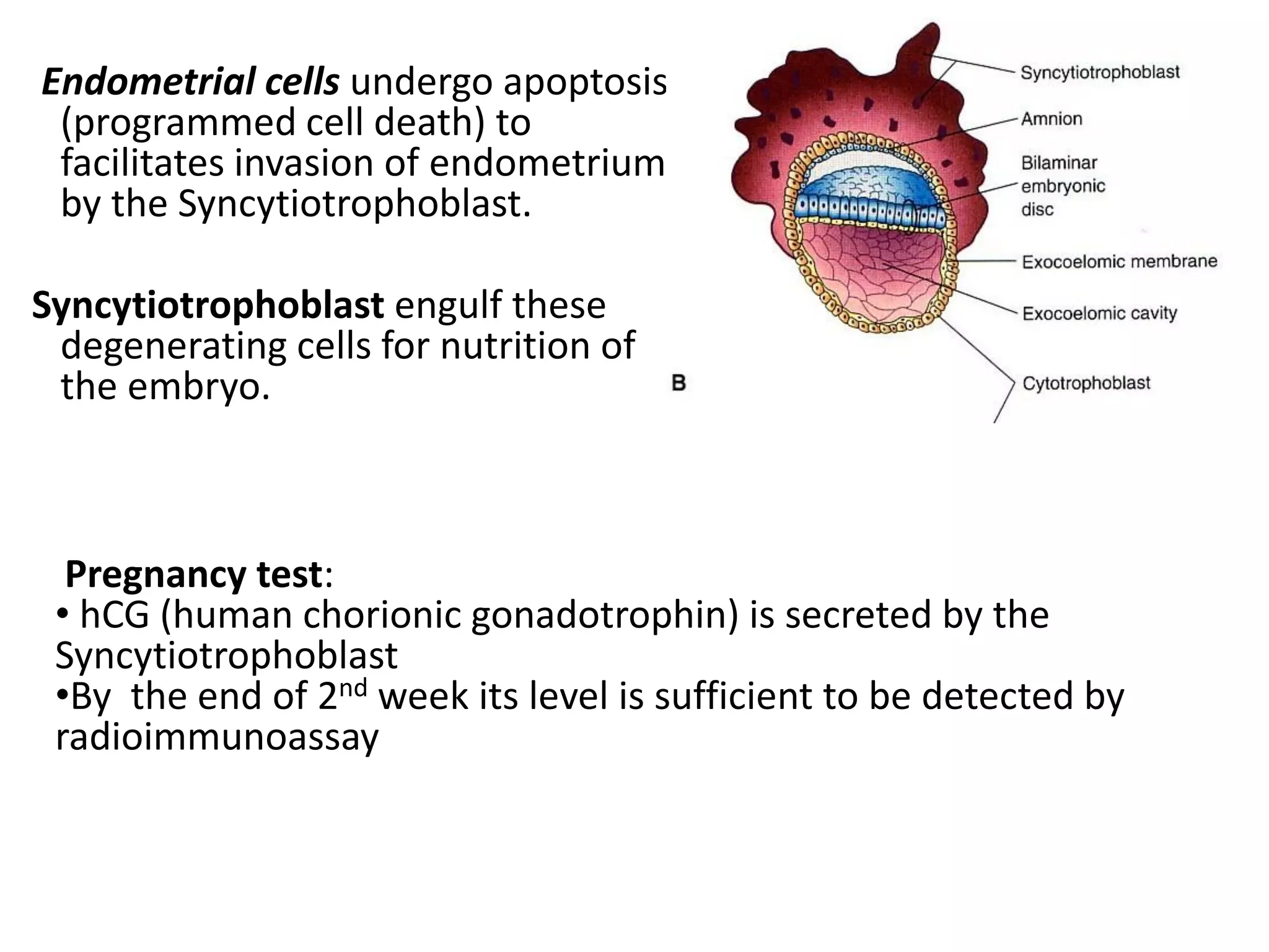 Endometrial cells undergo apoptosis
(programmed cell death) to
facilitates invasion of endometrium
by the Syncytiotrophoblast.
Syncytiotrophoblast engulf these
degenerating cells for nutrition of
the embryo.
Pregnancy test:
• hCG (human chorionic gonadotrophin) is secreted by the
Syncytiotrophoblast
•By the end of 2nd week its level is sufficient to be detected by
radioimmunoassay
 