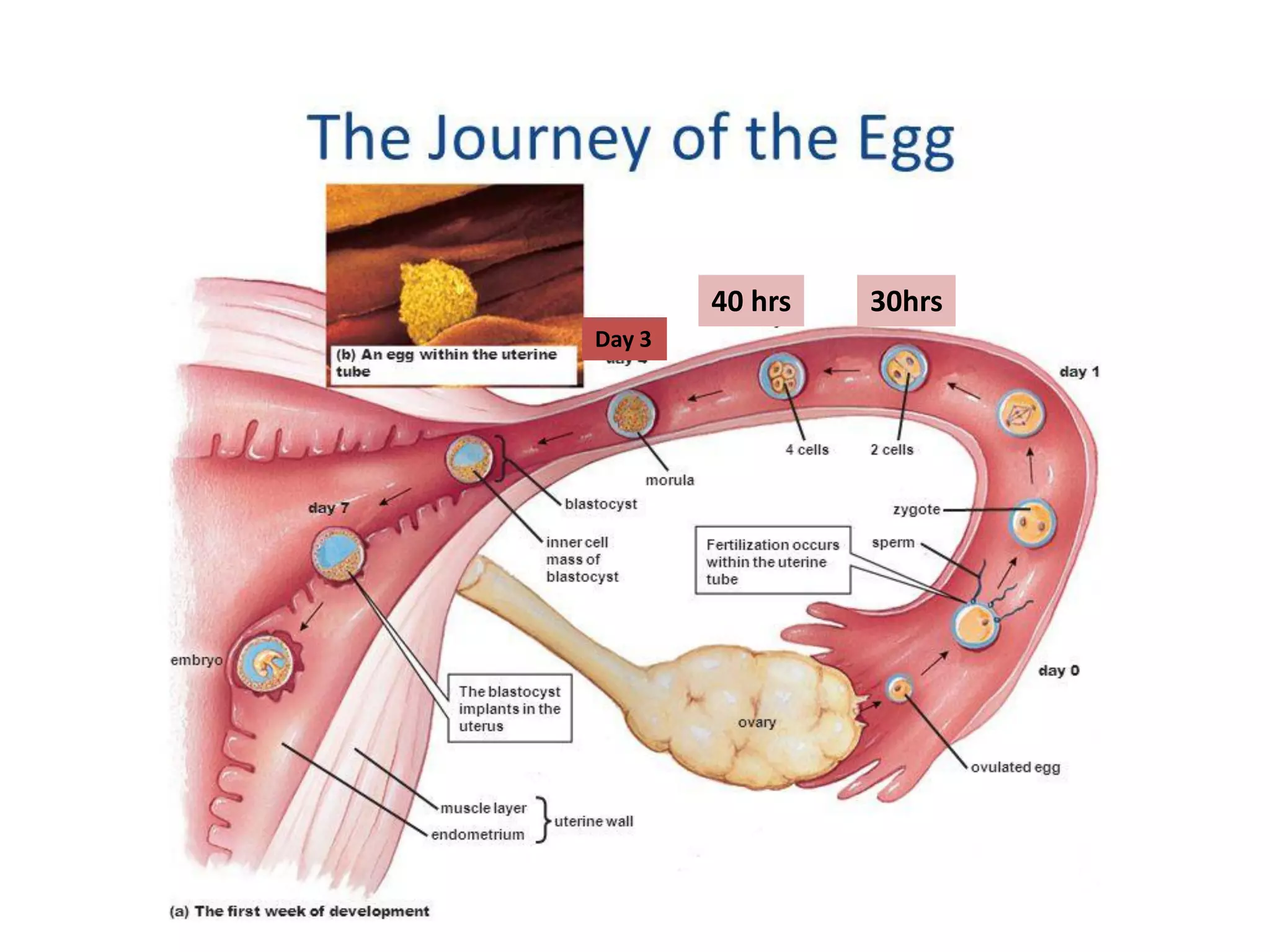 Ovulation to implantation PDF