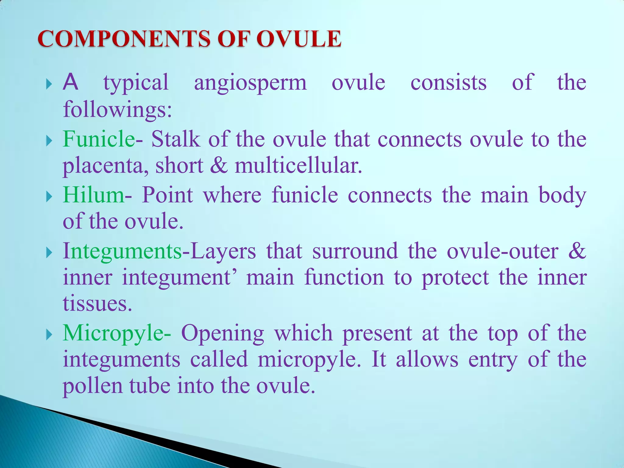  A typical angiosperm ovule consists of the
followings:
 Funicle- Stalk of the ovule that connects ovule to the
placenta, short & multicellular.
 Hilum- Point where funicle connects the main body
of the ovule.
 Integuments-Layers that surround the ovule-outer &
inner integument’ main function to protect the inner
tissues.
 Micropyle- Opening which present at the top of the
integuments called micropyle. It allows entry of the
pollen tube into the ovule.
 