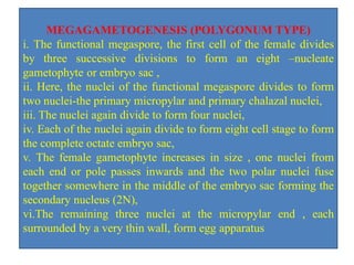 MEGAGAMETOGENESIS (POLYGONUM TYPE)
i. The functional megaspore, the first cell of the female divides
by three successive divisions to form an eight –nucleate
gametophyte or embryo sac ,
ii. Here, the nuclei of the functional megaspore divides to form
two nuclei-the primary micropylar and primary chalazal nuclei,
iii. The nuclei again divide to form four nuclei,
iv. Each of the nuclei again divide to form eight cell stage to form
the complete octate embryo sac,
v. The female gametophyte increases in size , one nuclei from
each end or pole passes inwards and the two polar nuclei fuse
together somewhere in the middle of the embryo sac forming the
secondary nucleus (2N),
vi.The remaining three nuclei at the micropylar end , each
surrounded by a very thin wall, form egg apparatus
 