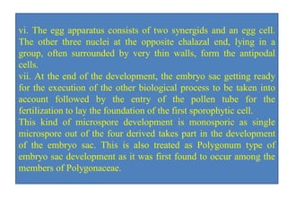 vi. The egg apparatus consists of two synergids and an egg cell.
The other three nuclei at the opposite chalazal end, lying in a
group, often surrounded by very thin walls, form the antipodal
cells.
vii. At the end of the development, the embryo sac getting ready
for the execution of the other biological process to be taken into
account followed by the entry of the pollen tube for the
fertilization to lay the foundation of the first sporophytic cell.
This kind of microspore development is monosporic as single
microspore out of the four derived takes part in the development
of the embryo sac. This is also treated as Polygonum type of
embryo sac development as it was first found to occur among the
members of Polygonaceae.
 