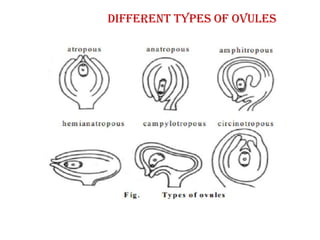 Different types of ovules
 