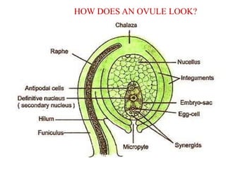 HOW DOES AN OVULE LOOK?
 