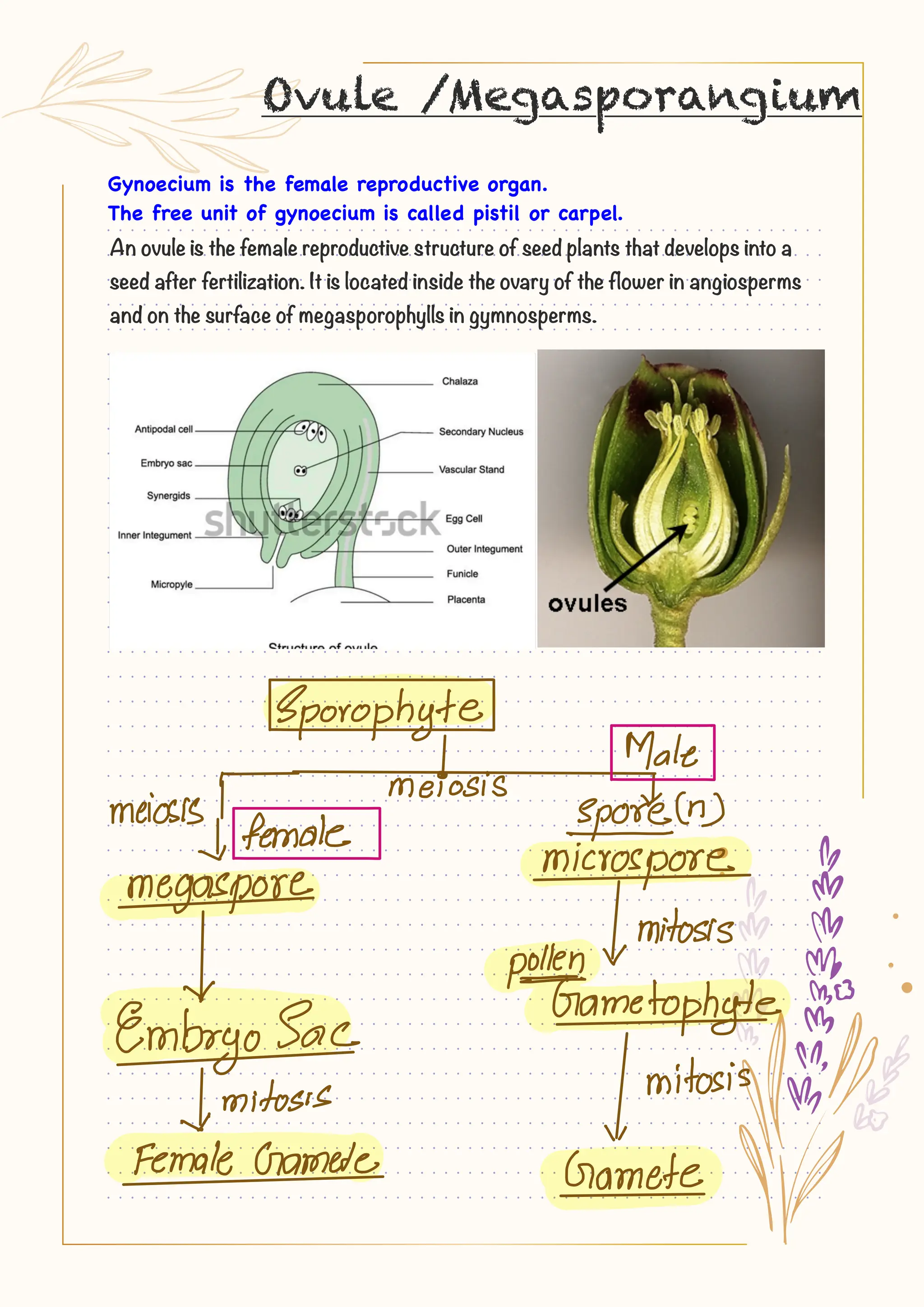 Ovule Structure, Types & Embryo Notes for Botany Semester Students | PDF