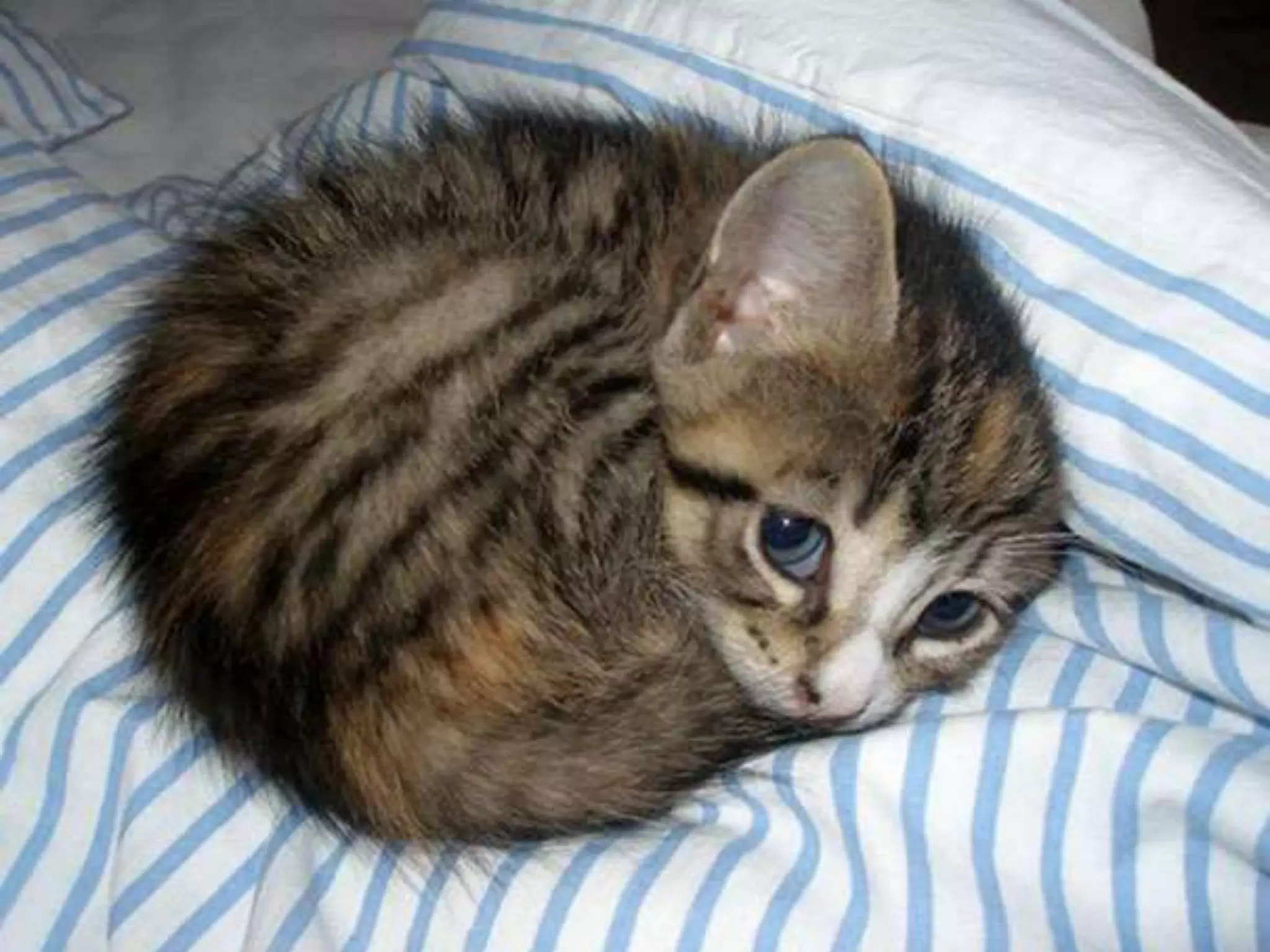 [Wroclaw #5] OWASP Projects: beyond Top 10