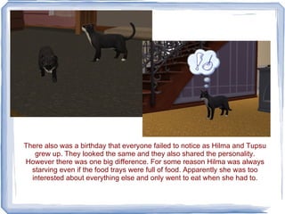 There also was a birthday that everyone failed to notice as Hilma and Tupsu grew up. They looked the same and they also shared the personality. However there was one big difference. For some reason Hilma was always starving even if the food trays were full of food. Apparently she was too interested about everything else and only went to eat when she had to. 