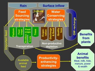 Improving livestock water productivity under changing climate