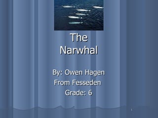 The Narwhal ,[object Object],[object Object],[object Object]