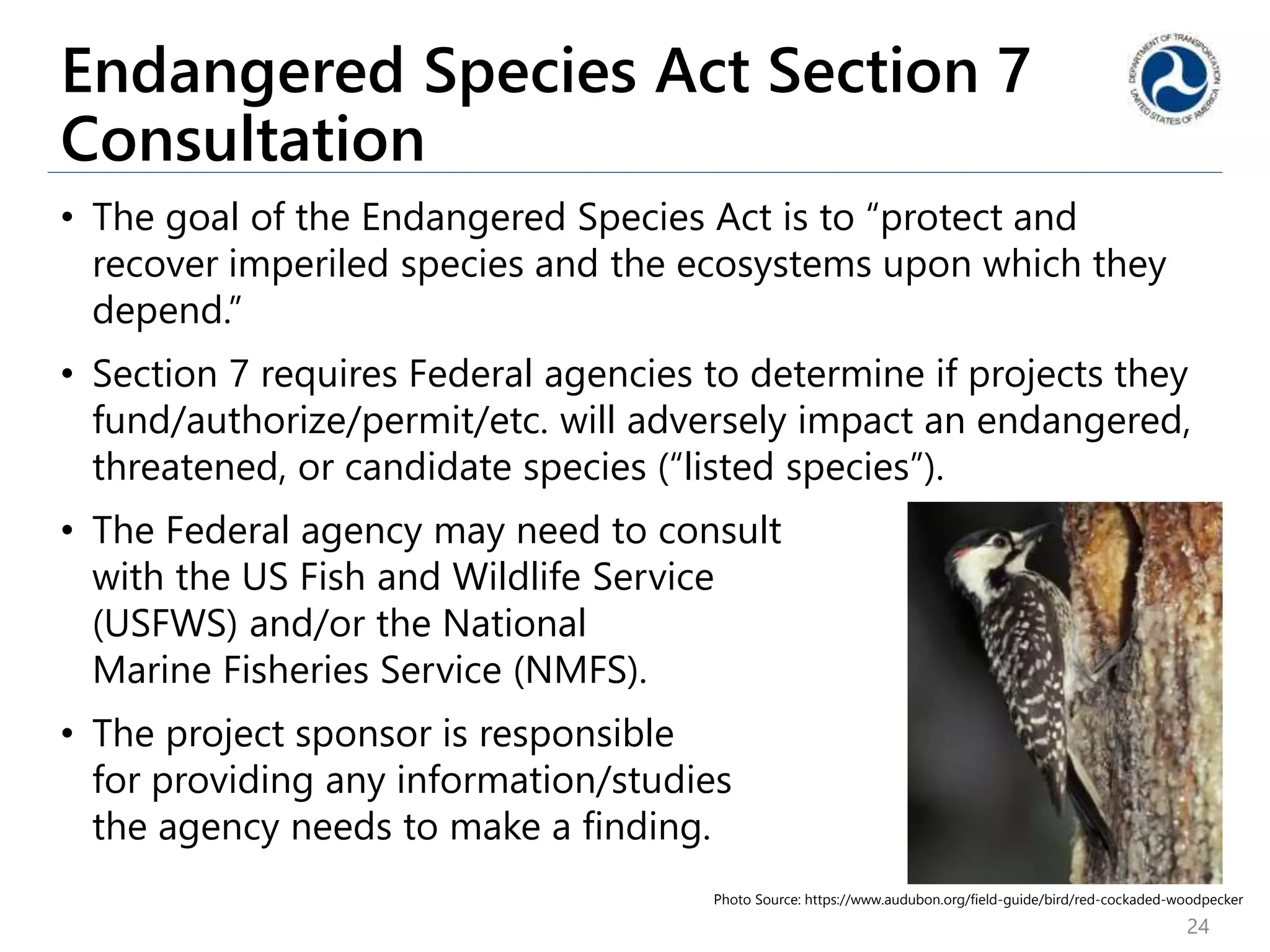 Endangered Species Act Section 7
Consultation
• The goal of the Endangered Species Act is to “protect and
recover imperiled species and the ecosystems upon which they
depend.”
• Section 7 requires Federal agencies to determine if projects they
fund/authorize/permit/etc. will adversely impact an endangered,
threatened, or candidate species (“listed species”).
• The Federal agency may need to consult
with the US Fish and Wildlife Service
(USFWS) and/or the National
Marine Fisheries Service (NMFS).
• The project sponsor is responsible
for providing any information/studies
the agency needs to make a finding.
24
Photo Source: https://www.audubon.org/field-guide/bird/red-cockaded-woodpecker
 