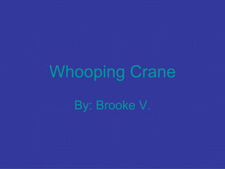 Whooping Crane By: Brooke V. 