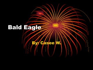Bald Eagle By: Casee W. 