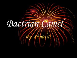 Bactrian Camel By: Daniel P. 